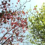 Change - Red and Green Tree Leaves on a Sunny Day