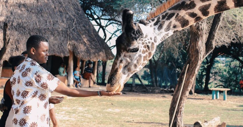 Experiences - Person Feeding Giraffe